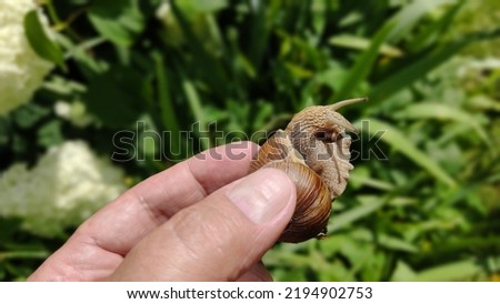 Grape snail on a man's hand, on a green background. Malyusk close-up. Photo of a snail in summer, in sunny weather.