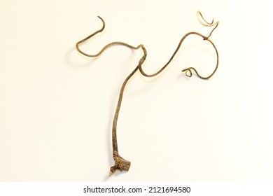 Grape Tendril Stiffened Close-up On A White Background Isolated