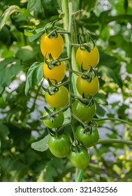 Grape Tomatoes On The Vine