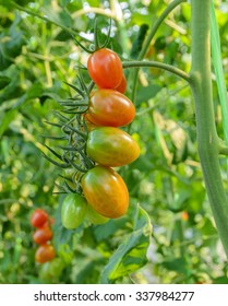 Grape Tomatoes On The Vine