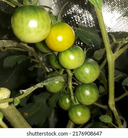 Grape Tomatoes On Vine Homemade Garden