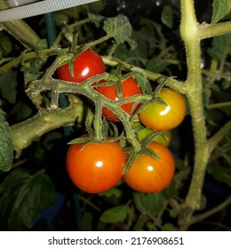 Grape Tomatoes On Vine Homemade Garden