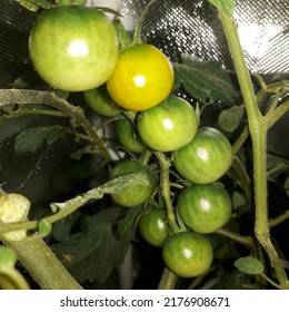 Grape Tomatoes On Vine Homemade Garden