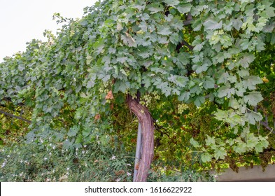 Grape tree with a lot of grapes in a Paphos willage