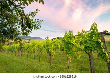 Grape trees in a vineyard near Eger, Hungary under a colorful evening sky. The area is famous for its wine.