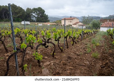 Grape trunks on green vineyards of Cotes de Provence in spring, Bandol wine region near Le Castellet village, wine making in South of France
