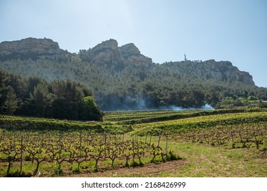 Grape trunks on green vineyards of Cotes de Provence in spring, Cassis wine region, white wine making in South of France
