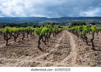 Grape trunks on green vineyards of Cotes de Provence in spring, Bandol wine region near Le Castellet village, wine making in South of France