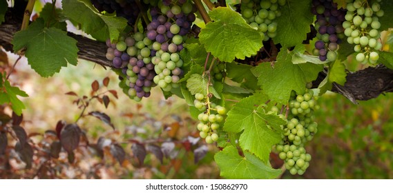 Grape vine - Powered by Shutterstock