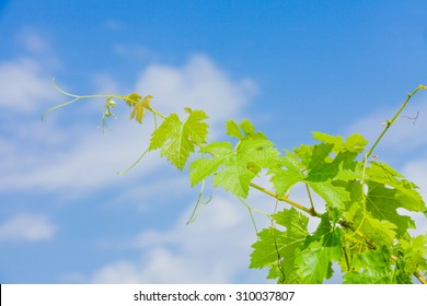 Grape Vine Against Blue Sky From Hungarian Winemaker Region, Villany.