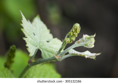 Grape Vine Buds