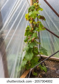 Grape Vine Climbing Poly Tunnel 