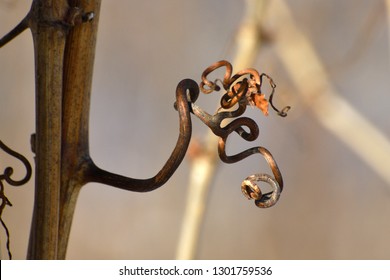 Grape Vine Curled Tendril In Winter Abstract