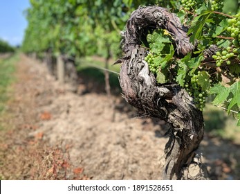 Grape Vine In Early Summer In Niagara Wine Country