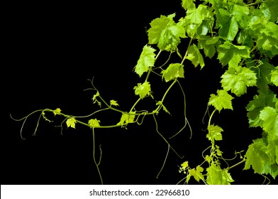 Grape vine isolated on black. 1/2 of copy space