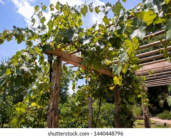 Grape Vine Lattice In The Community Garden