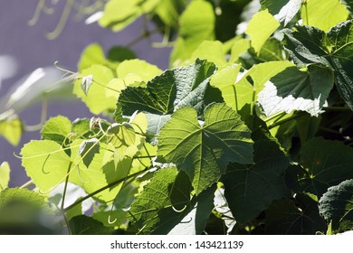 Grape Vine Leaves