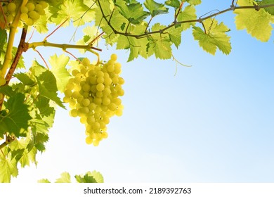 grape vine and grape leaves against blue sky - Powered by Shutterstock