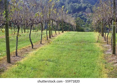 Grape Vine Lines In The Sunshine Coast Hinterland