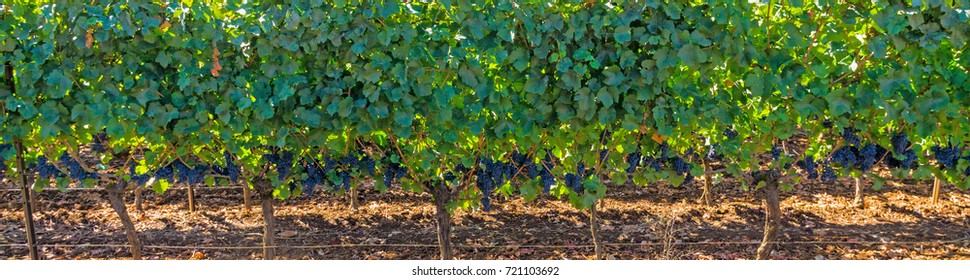 Grape Vine Panorama