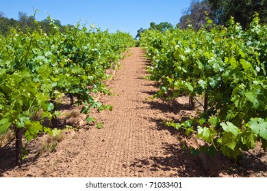 Grape Vine Rows At A Shenandoah Valley Winery.