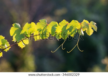 grape vine sprout backlit. The last rays of sun on a late summer afternoon gently illuminating the veins of the leaves
