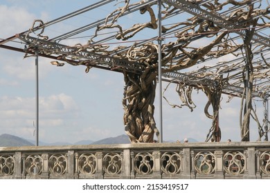 Grape Vines At Biltmore Estate