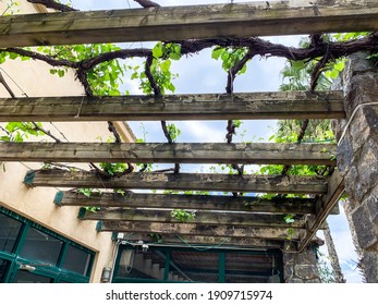 Grape Vines Covering Wooden Arbor Early Spring Prior To Leaves.