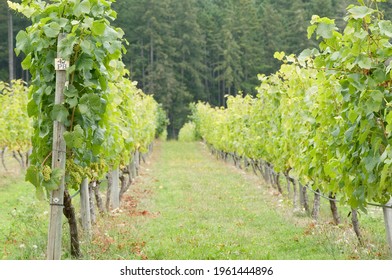 Grape Vines,  Cowichan Valley, Vancouver Island