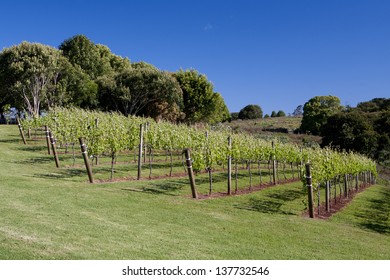 Grape Vines During Summer In The Granite Belt Region Of Queensland, Australia