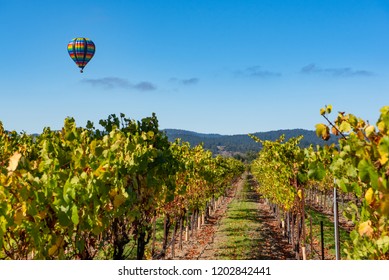 Grape vines in a field with grass with a hot air balloon flying over them