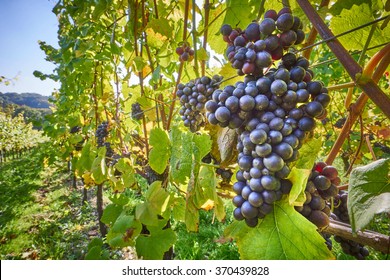 Grape Vines At Harvest Time