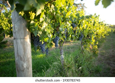 Grape Vines In Margaret River, Western Australia