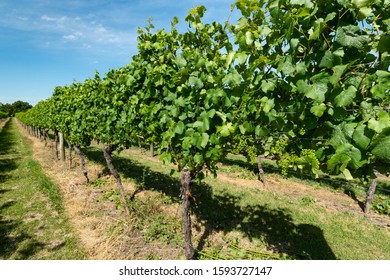 Grape Vines In Martinbough, Waiarapa, New Zealand. Martinbourgh Is One Of New  Zealand's Major Wine Producing Regions.