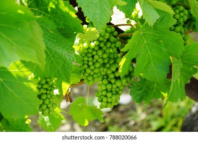 Grape Vines At Mona In Tasmania