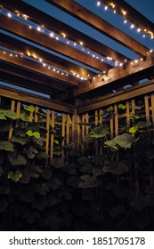 Grape Vines In Pergola With Lights