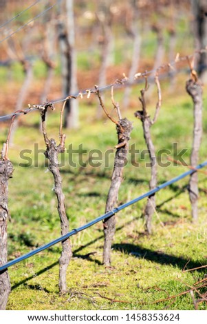 Similar – Old vines Environment