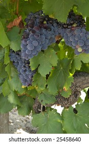 Grape Vines Swan Valley