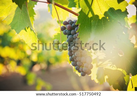 Grape vines in a vineyard, at harvest time.