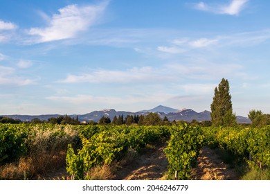 Grape Vines In Vineyard With Mont Ventoux In Background At Golden Hour, Sunset Light In Provence, Southern France, Europe