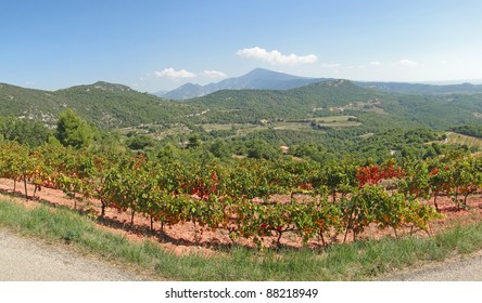 Grape Vines In Vineyard With Mont Ventoux In Background, Suzette, France