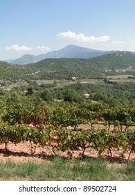 Grape Vines In Vineyard With Mont Ventoux In Background, Suzette, France