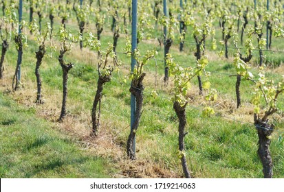 Grape Vines Vineyard Spring Stock Photo 1719214063 | Shutterstock