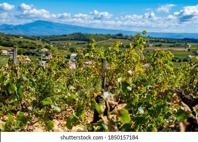 Chateauneuf Du Pape Images Stock Photos Vectors Shutterstock