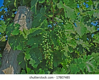 Grape Vines In The Yakima Valley