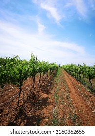 Grape Vineyard And Blue Sky In Australia