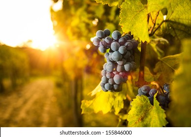 Grape In The Vineyard. Shallow Depth Of Field. 