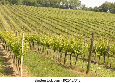 Grape Vineyard in summer, Landscape with vineyards.
