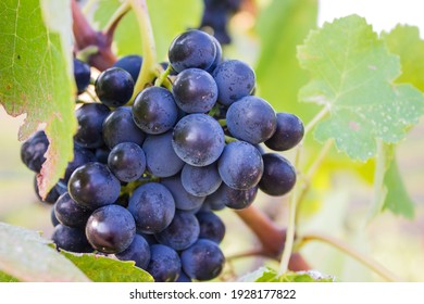 Grape In Vineyard In Torroja Del Priorat