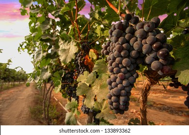 Grape In The Wine Yard At The Sunset.